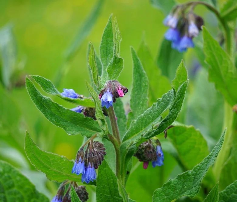 Comfrey