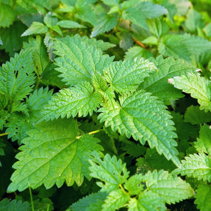 Nettle