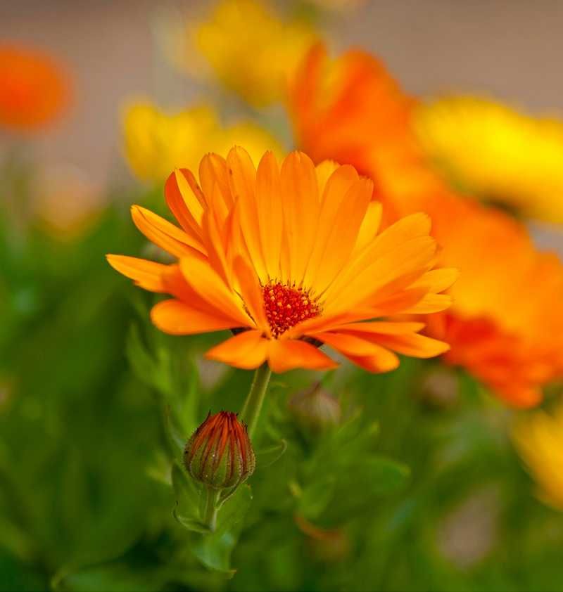 Calendula