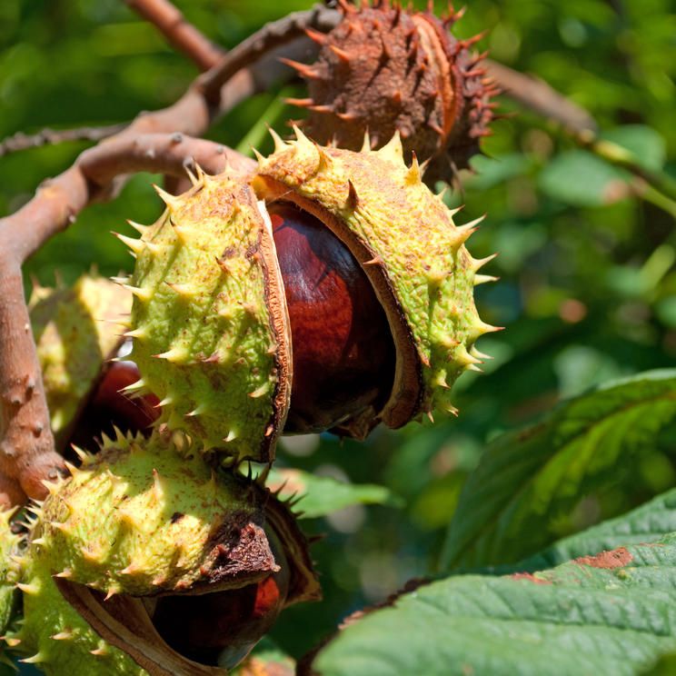 Horse Chestnut